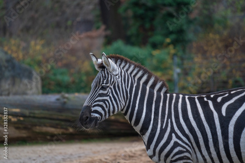 close up of zebra