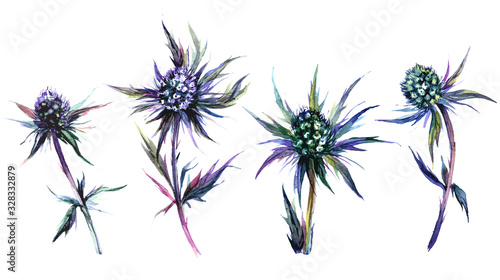 Fototapeta Naklejka Na Ścianę i Meble -  Blue Thistle Plant Watercolor Collection