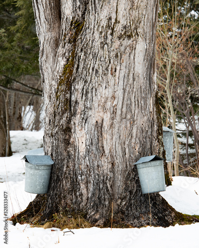 Maple syrup sap collection buckets hanging on tree © Dave