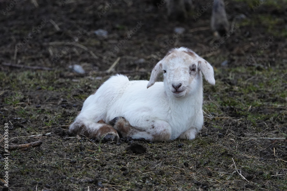 Fototapeta premium Junges Lamm Schaf grast auf der Weide