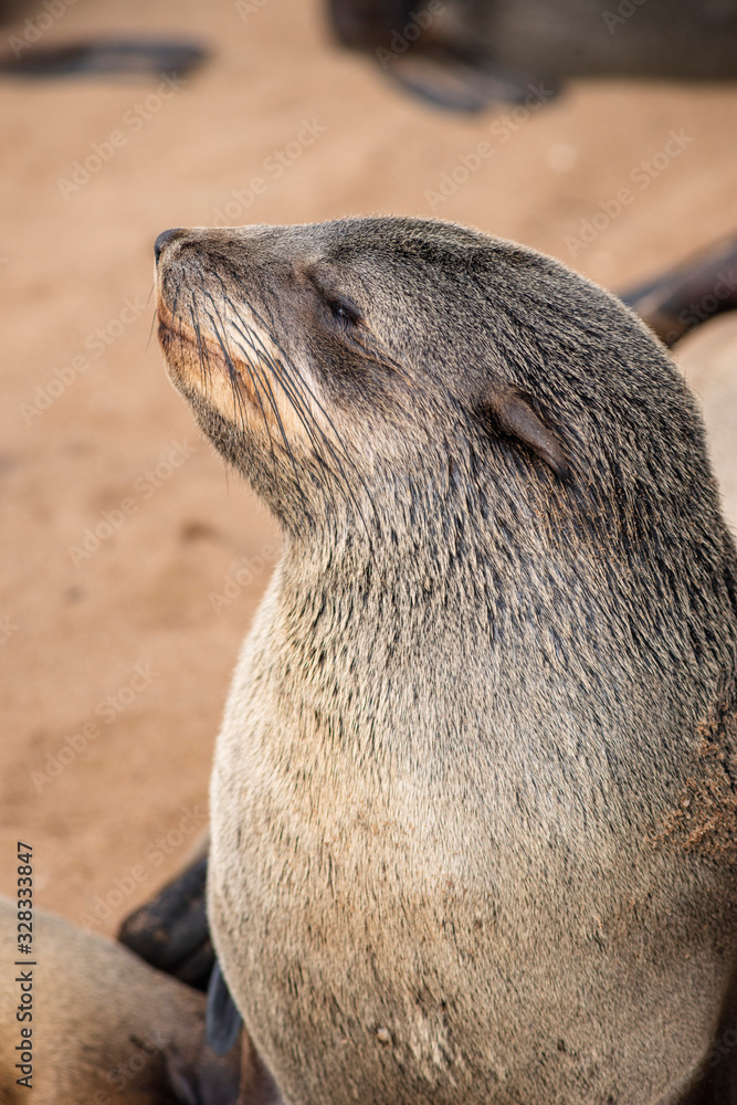 Naklejka premium sea seal closeup