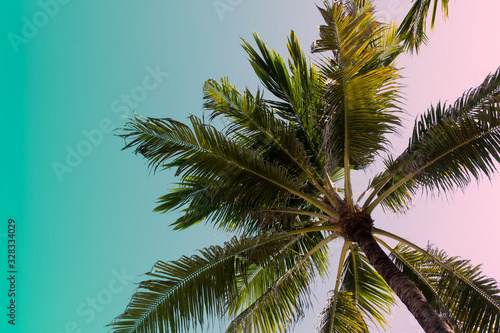 Looking at top of palm tree in Bali  Indonesia. Copy space. Tropical island vacation template. Mixed color filter  turquoise and coral .