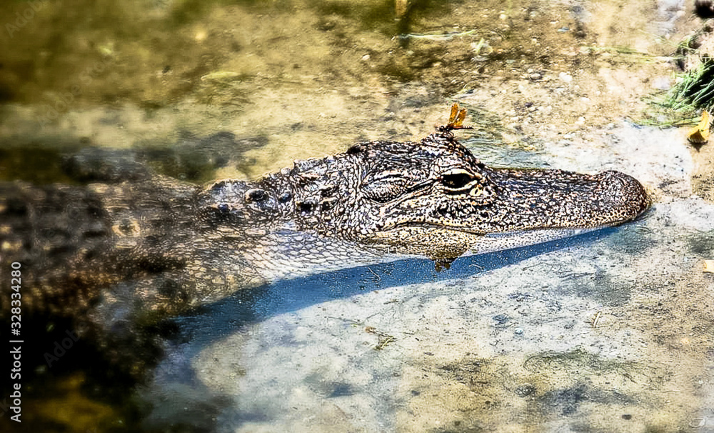 Fototapeta premium Baby gator