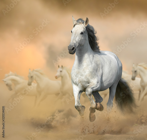 Andalusian stallion in prairies