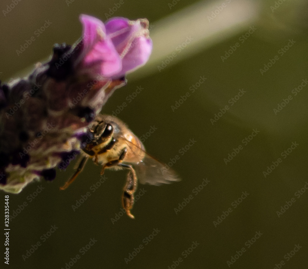 Naklejka premium spring honeybee