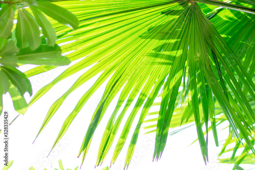 palm leaves on white background