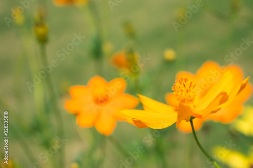 yellow flowers in the garden