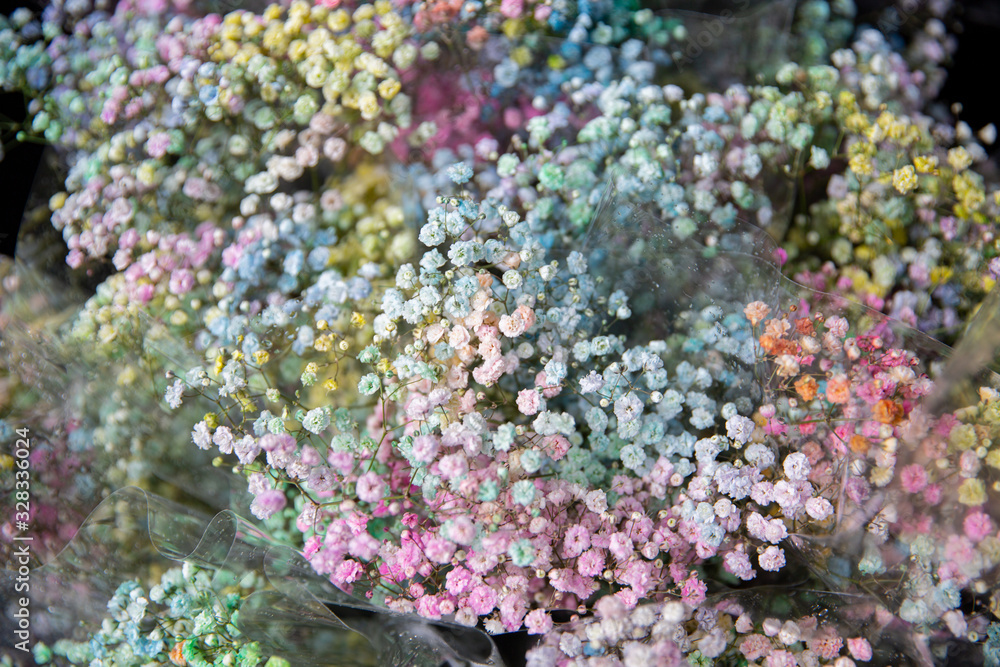 Fototapeta premium Beautiful coloured baby's breath in April