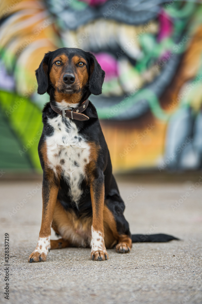 Mixed breed dog with colorful background Mixed breed dog with colorful background