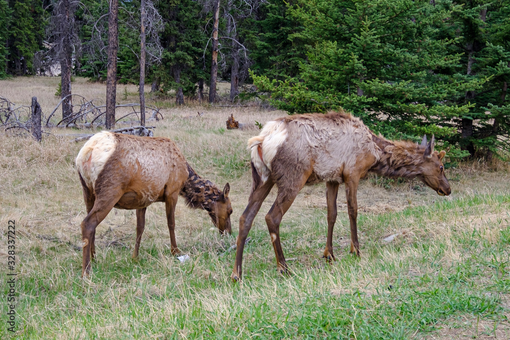 Two mule deers grazing in Jasper National Park, Canadian Rockies, Alberta, Canada Two mule deers grazing in Jasper National Park, Canadian Rockies, Alberta, Canada