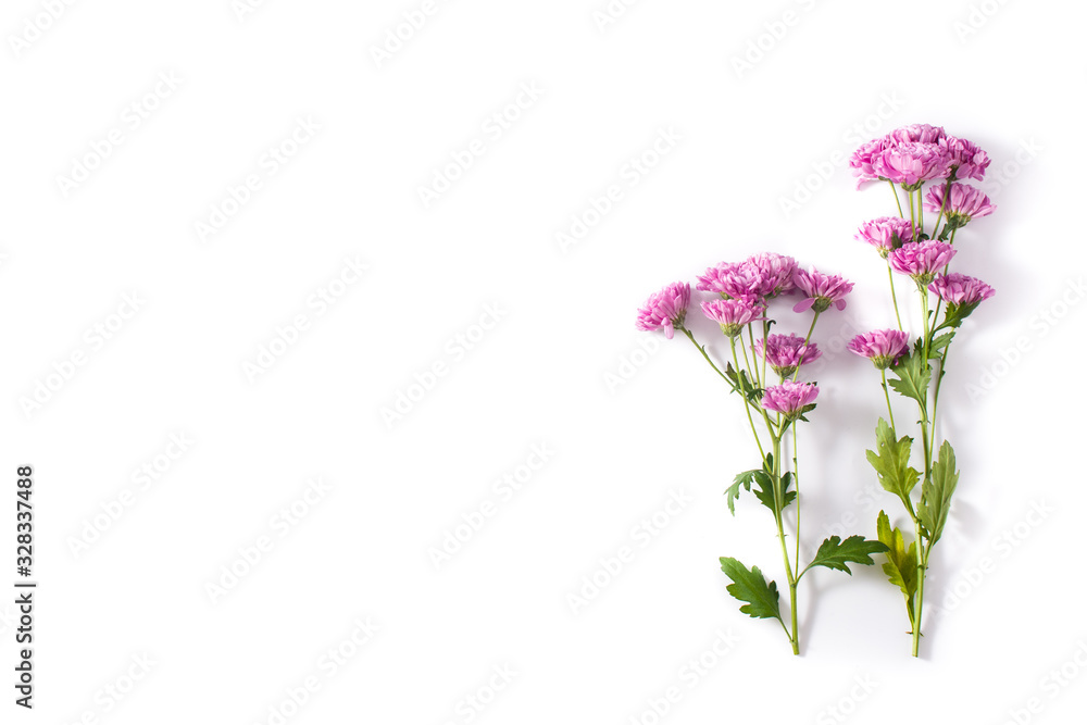 Violet chrysanthemum flowers bouquet isolated on white background. Copy space Violet chrysanthemum flowers bouquet isolated on white background. Copy space