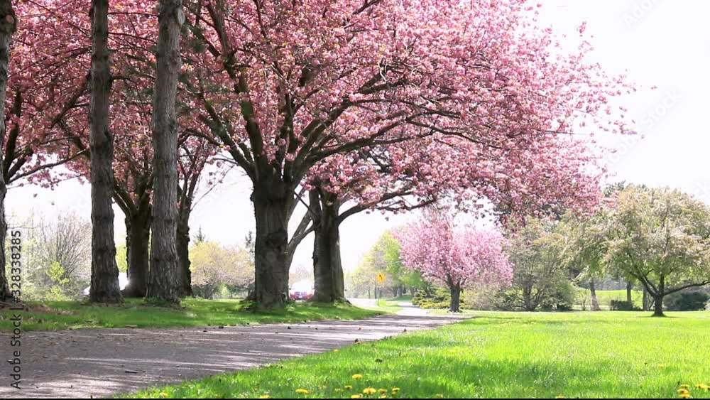 Pink cherry blossoms by roadside with foot path leading to vanishing point in spring time Pink cherry blossoms by roadside with foot path leading to vanishing point in spring time