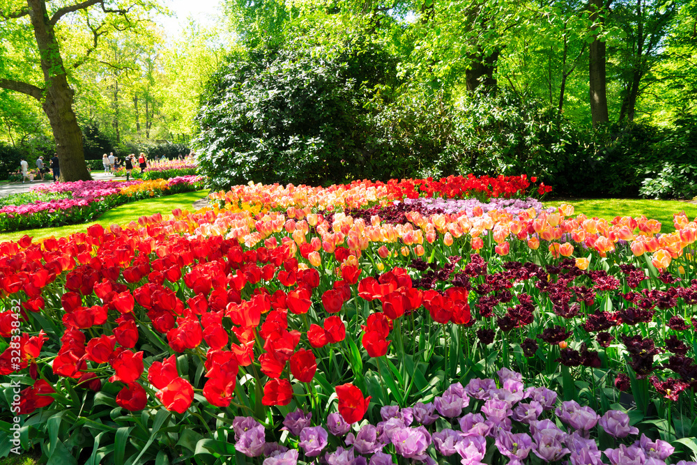 Rows of tulip flowers Rows of tulip flowers