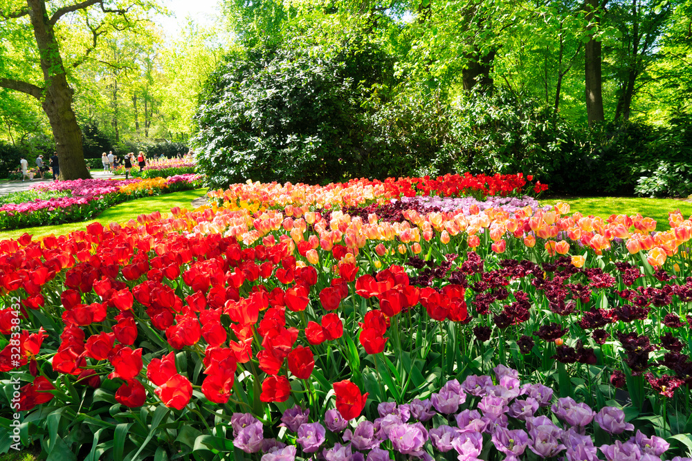 Rows of tulip flowers