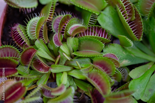 Venus flytrap in a greenhouse