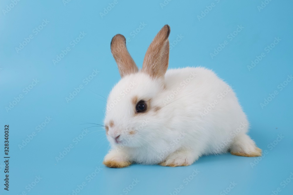 white rabbit sitting on blue background white rabbit sitting on blue background