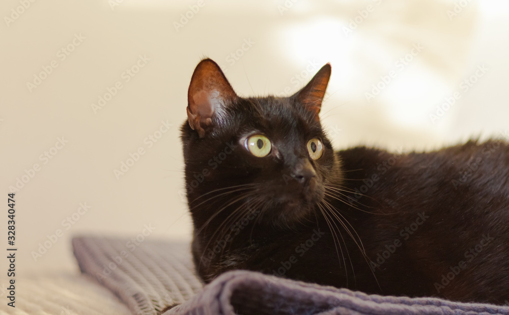 black cat with short hair and yellow eyes lies on a gray plaid on the bed opposite a white wall and look up.  Animal pet in our home.