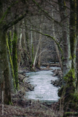 stream in forest