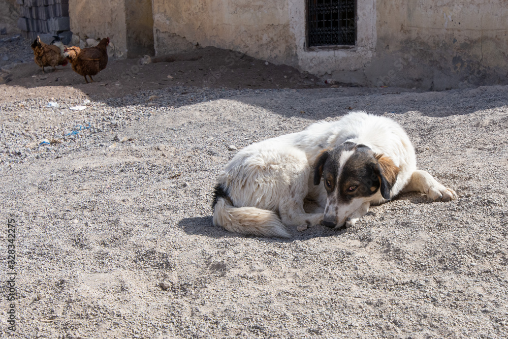 Chickens on farm in Marrakesh City in Morocco