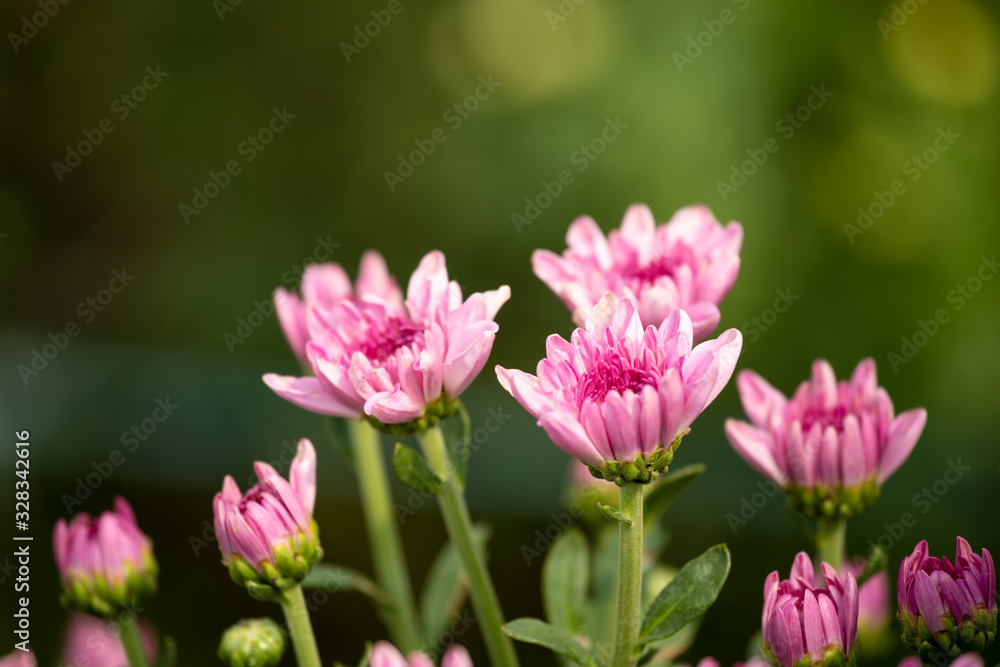 Close up of pink chrysanthemum row with bokeh background Close up of pink chrysanthemum row with bokeh background