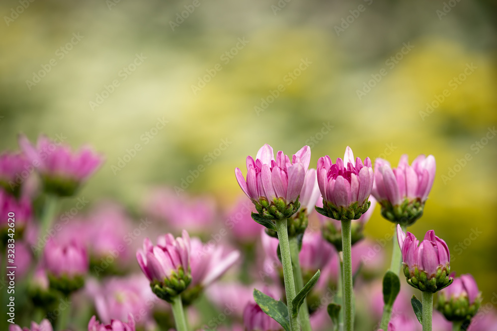 Close up of pink chrysanthemum row with bokeh background