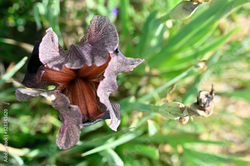 Iris flower bud inside and petals