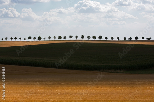 trees in the field