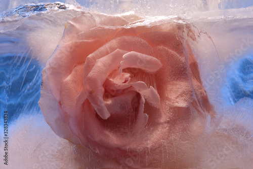 Background of rose  flower    in ice   cube with air bubbles.
