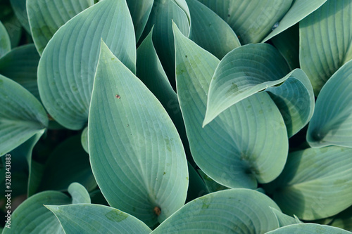 Wallpaper Mural  top view consept with Hósta  leaves  brunch   in garden  with copy space in minimal style, Torontodigital.ca