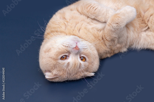 Close-up portrait of a Scottish fold cat. Red muzzle furry. Advertising banner for pet shop. Purebred show cat