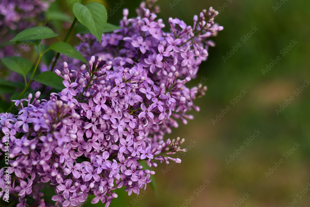 Branch of blooming lilac. Flowers of lilacs (Syringa vulgaris). Macro image of spring lilac violet flowers, abstract soft focus floral background. Branch of blooming lilac. Flowers of lilacs (Syringa vulgaris). Macro image of spring lilac violet flowers, abstract soft focus floral background.