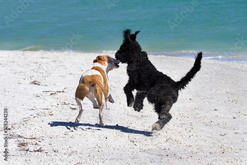 Mixed breed dogs play on the beach on a sunny day at St. Pete Beach, Florida.