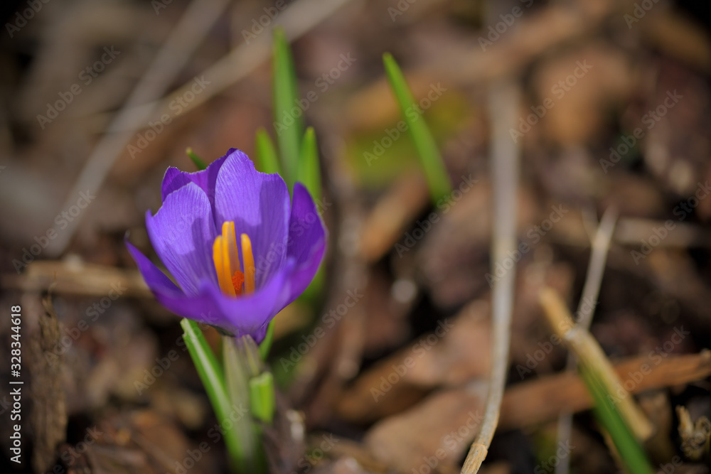 Nahaufnahme einer Korkusblüte Nahaufnahme einer Korkusblüte