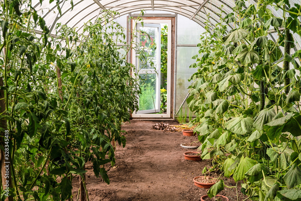 Garden greenhouse with rows of flowering tomato bushes and cucumbers. Inside view.