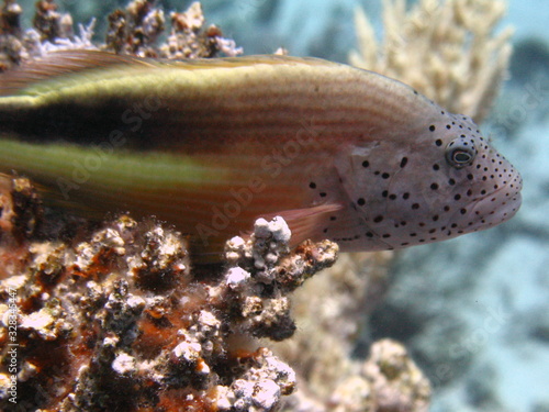 Underwater world - Spotted fish Sitting on The Coral. photo