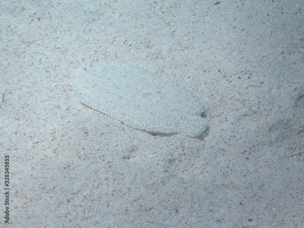 Underwater world - Flounder on The Sandy Bottom.