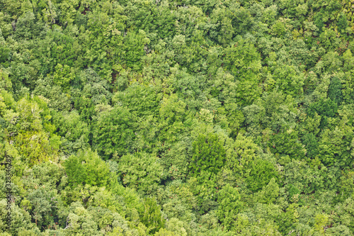 Forest top view background. Green aerial nature texture. Panoramic treetop pattern. Woods from above.