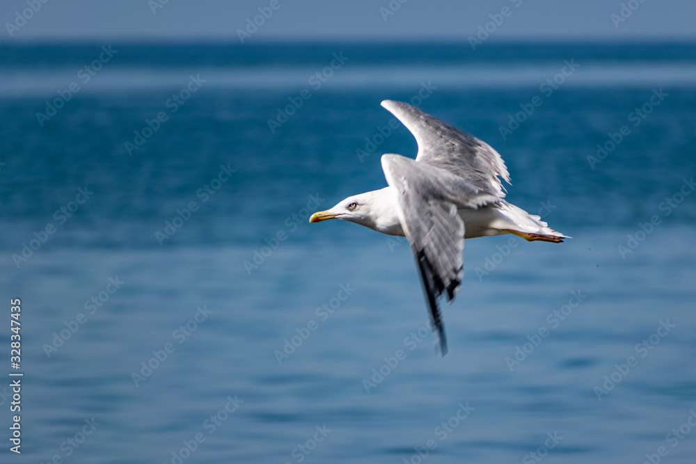 Nimble and fast black sea gull flies high and low against the blue sky, free and wild nature in the fresh air for a bird of prey Nimble and fast black sea gull flies high and low against the blue sky, free and wild nature in the fresh air for a bird of prey