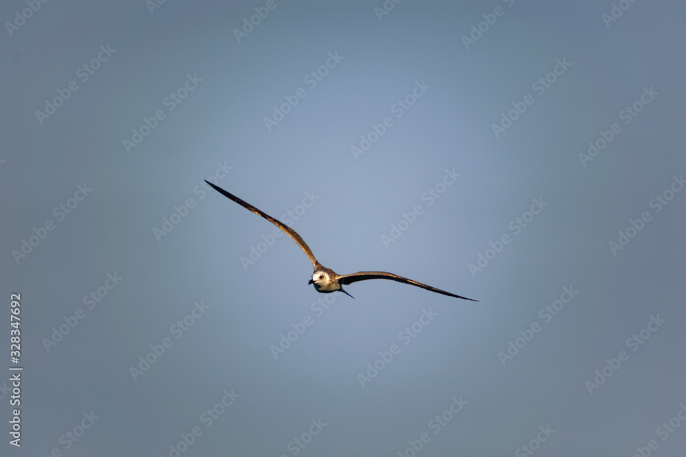 Nimble and fast black sea gull flies high and low against the blue sky, free and wild nature in the fresh air for a bird of prey Nimble and fast black sea gull flies high and low against the blue sky, free and wild nature in the fresh air for a bird of prey