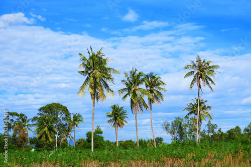 coconut trees in the field and blue sky white cloud in summer