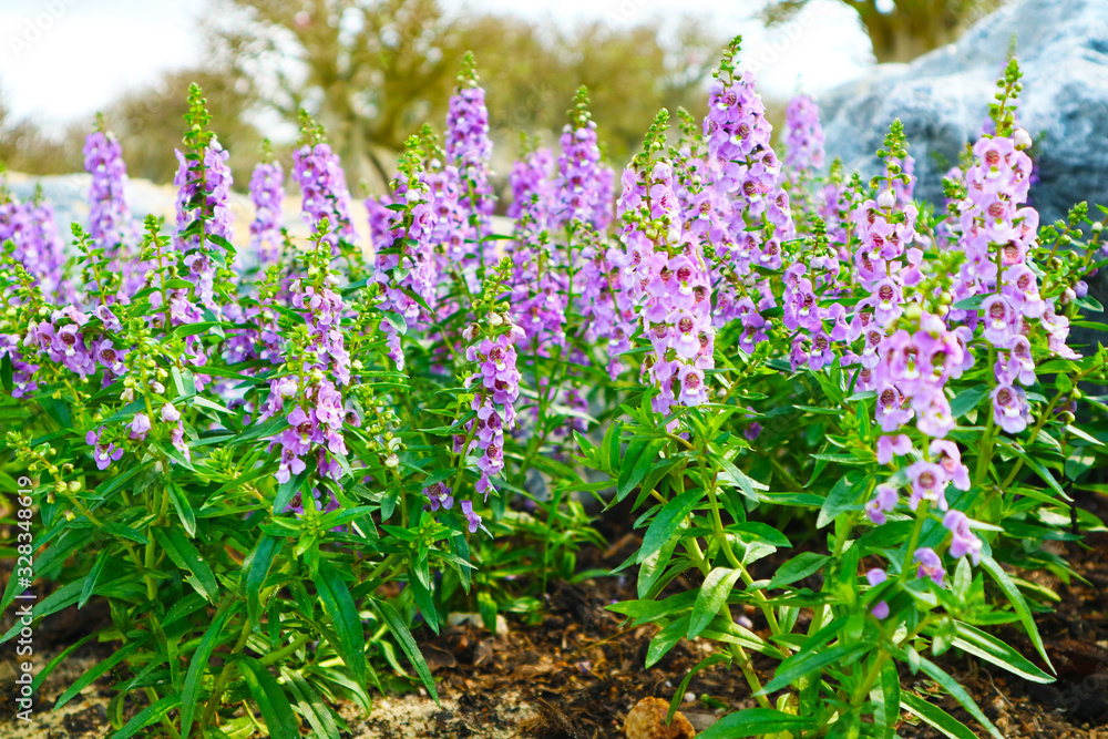 Little Turtle Flower, Angelonia is Biennial plants that can be released throughout the year Little Turtle Flower, Angelonia is Biennial plants that can be released throughout the year