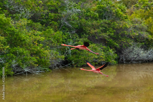Galapagos Greater Flamingo flying by lagoon estuary and wetlands on Isabela Island. Two flamingos, Nature and wildlife on Galapagos Islands, Ecuador, South America.