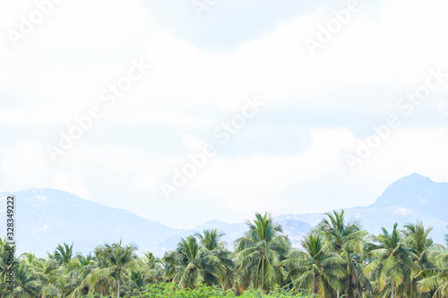 Selective Focus Beautiful Green Palm Trees With Mountain And Sky in Blur Background