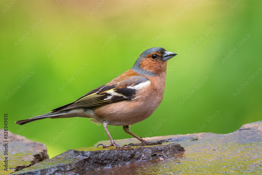 Common Chaffinch - Fringilla coelebs, beautiful colored perching bird from Old World forests, Hortobagy, Hungary. Common Chaffinch - Fringilla coelebs, beautiful colored perching bird from Old World forests, Hortobagy, Hungary.