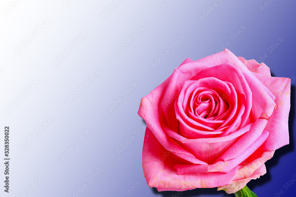 Fototapeta premium red rose isolated on blue gradient background with shadow