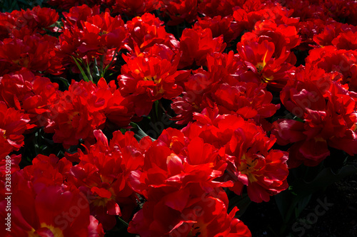 red and flowers
