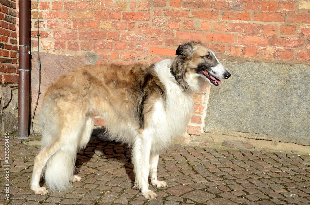 Fototapeta premium Full body portrait of a borzo standing with a red brick wall as background.