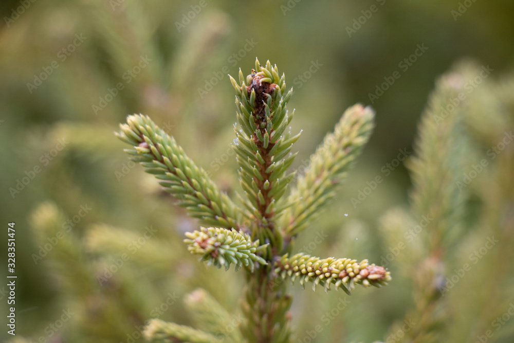 larch sapling head larch sapling head