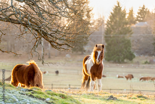 Foto Cold sunny winter animal scene of brown Icelandic horses with thick winter coat graze on a frozen grass field