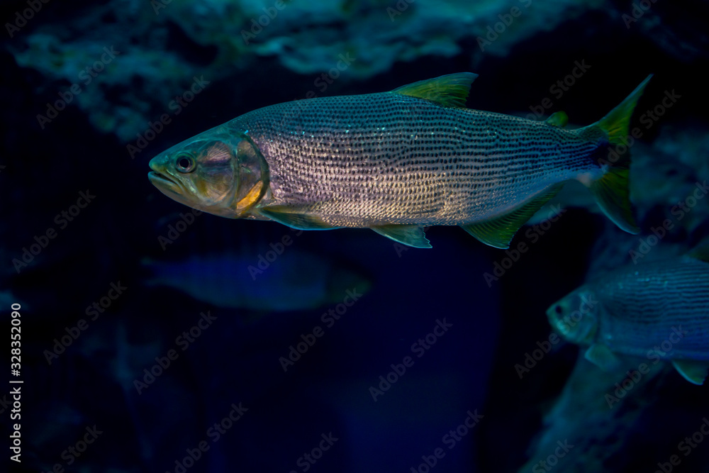 Salminus brasiliensis in aquarium. Wildlife animal. Salminus brasiliensis in aquarium. Wildlife animal.